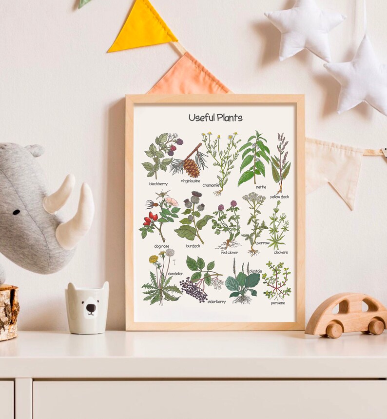 K&ouml;nnte beinhalten: Ein druckbarer Poster mit Illustrationen von 14 verschiedenen Pflanzen, die jeweils mit ihrem gebr&auml;uchlichen Namen beschriftet sind. Der Poster hat einen wei&szlig;en Hintergrund und einen braunen Holzrahmen. Der Titel des Posters lautet "N&uuml;tzliche Pflanzen".