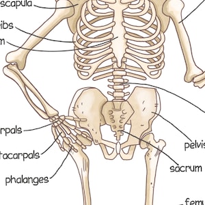 K&ouml;nnte beinhalten: Ein beschriftetes Diagramm des menschlichen Skeletts, das die Knochen der Arme, Beine, des Rumpfes und des Beckens zeigt. Die Knochen sind in hellbraun gezeichnet.