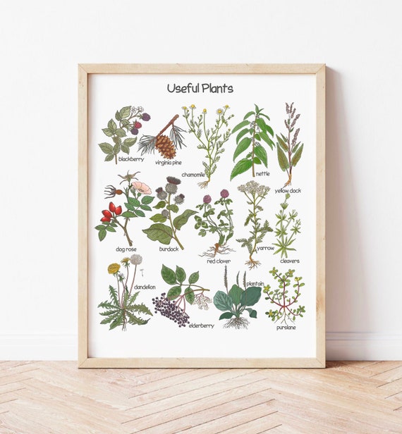 Useful Plants Poster Kitchen Medicine Poster Charlotte Mason Classroom Decor Montessori Playroom Wall Art Botanical Downloadable Prints