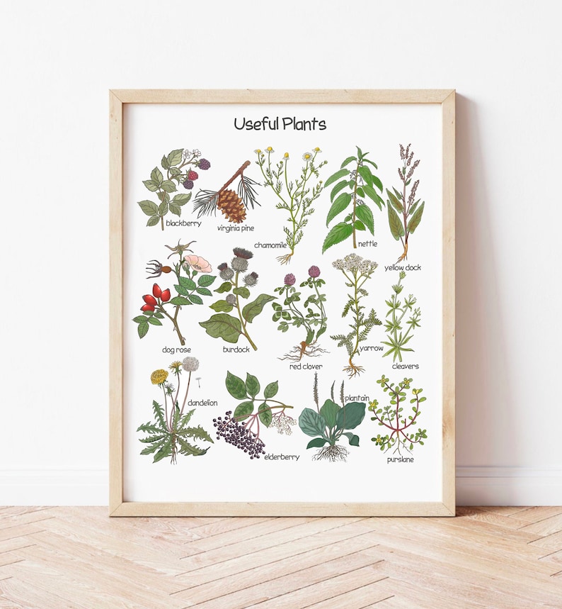 K&ouml;nnte beinhalten: Eine druckbare Tabelle mit Illustrationen von 14 verschiedenen Pflanzen, die jeweils mit ihrem gebr&auml;uchlichen Namen beschriftet sind. Die Tabelle tr&auml;gt den Titel "N&uuml;tzliche Pflanzen".