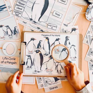 Pinguïns Eenheidsstudie Winter Homeschool-leermateriaal Charlotte Mason Studiebundel Voorschoolse werkbladen Kerst Peuteractiviteiten afbeelding 4