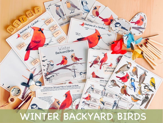 Winter Backyard Birds Unit Study Charlotte Mason Homeschool Learning Materials Winter Printable Activity Preschool Curriculum Red Bird Study
