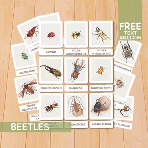 Beetles Flashcards, Homeschool Montessori Materials, Printable Toddler Resources