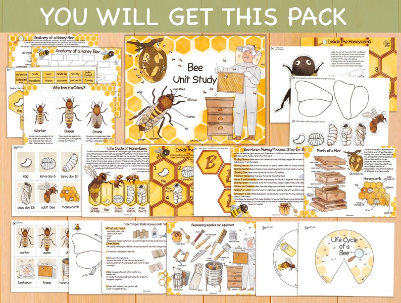 Honey Bee Unit Study Homeschool Summer Activities Bee Life Cycle ...