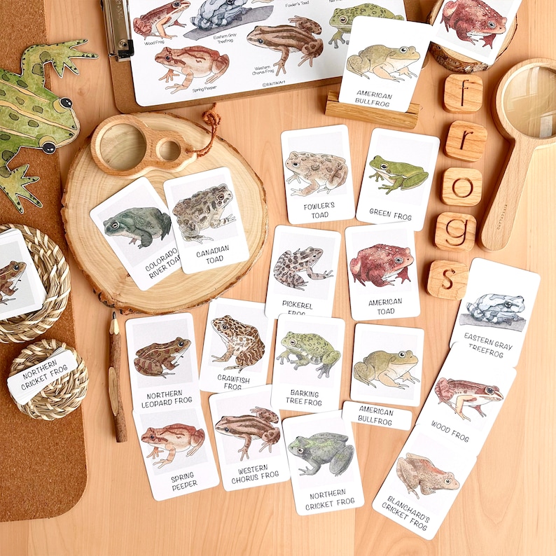May include: A set of 16 illustrated flash cards featuring different types of frogs and toads. Each card has a colorful illustration of a frog or toad and its name printed below. The cards are arranged in a grid pattern on a wooden surface.