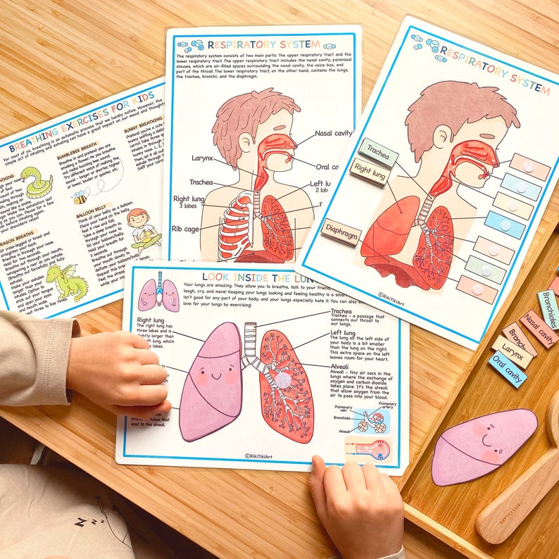 Respiratory System Bundle Human Anatomy Preschool Worksheets Toddler Activities Homeschool Educational Printables Human Body Learning image 5