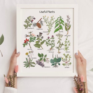 K&ouml;nnte beinhalten: Ein wei&szlig; gerahmtes Poster mit dem Titel "N&uuml;tzliche Pflanzen" und Illustrationen verschiedener Pflanzen mit ihren Namen unter jedem Bild. Die Pflanzen umfassen Brombeere, Virginia-Kiefer, Kamille, Brennnessel, Ampfer, Hundsrose, Klette, Schafgarbe, Rotklee, Klebkraut, L&ouml;wenzahn, Wegerich, Holunder und Portulak.