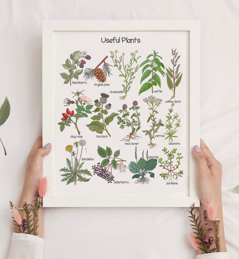 K&ouml;nnte beinhalten: Ein wei&szlig; gerahmtes Poster mit dem Titel "N&uuml;tzliche Pflanzen" und Illustrationen verschiedener Pflanzen mit ihren Namen unter jedem Bild. Die Pflanzen umfassen Brombeere, Virginia-Kiefer, Kamille, Brennnessel, Ampfer, Hundsrose, Klette, Schafgarbe, Rotklee, Klebkraut, L&ouml;wenzahn, Wegerich, Holunder und Portulak.