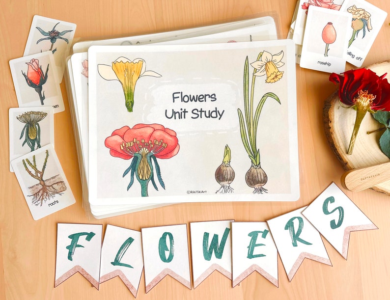 May include: A colorful set of flower unit study cards with illustrations of different types of flowers, including a rose, a daffodil, and a wildflower. The cards are labeled with the names of the flowers and their parts. The set also includes a banner with the word "FLOWERS" in green letters.
