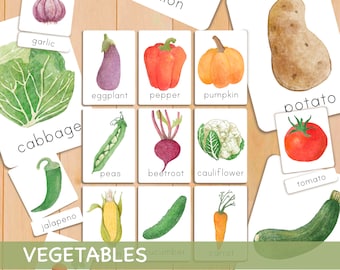 Op de afbeelding: Een set van 16 aquarel geïllustreerde flashcards met verschillende groenten, waaronder broccoli, kool, wortel, bloemkool, maïs, komkommer, aubergine, knoflook, jalapeno, ui, erwten, paprika, aardappel, pompoen, tomaat en courgette. De kaarten zijn gelabeld met de naam van elke groente.