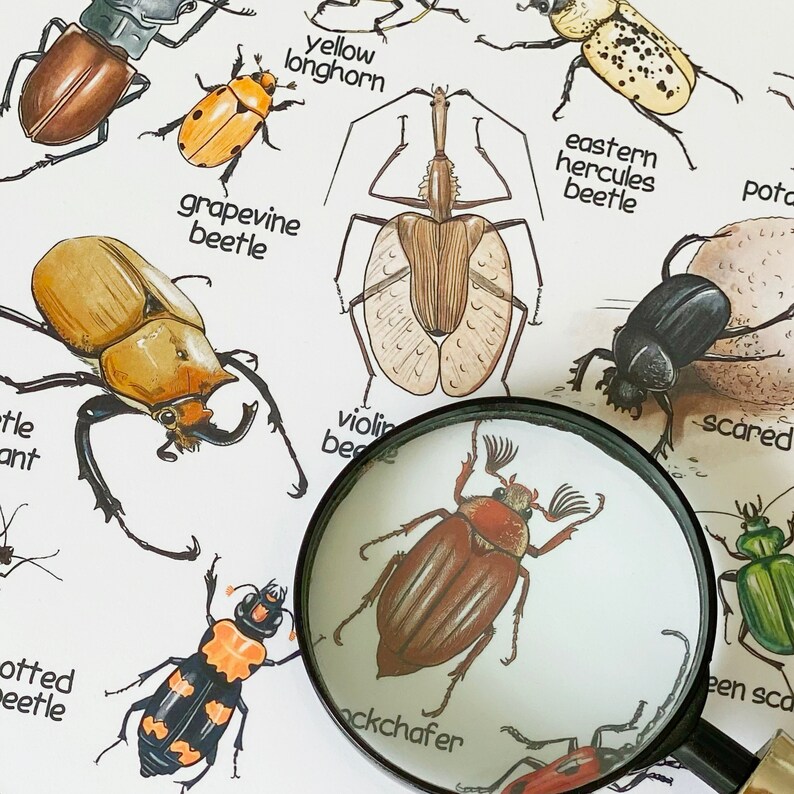 May include: A magnifying glass is over a brown beetle with a light brown head and six legs. The beetle is labeled "cockchafer". The magnifying glass is over a white background with illustrations of various beetles and their names.