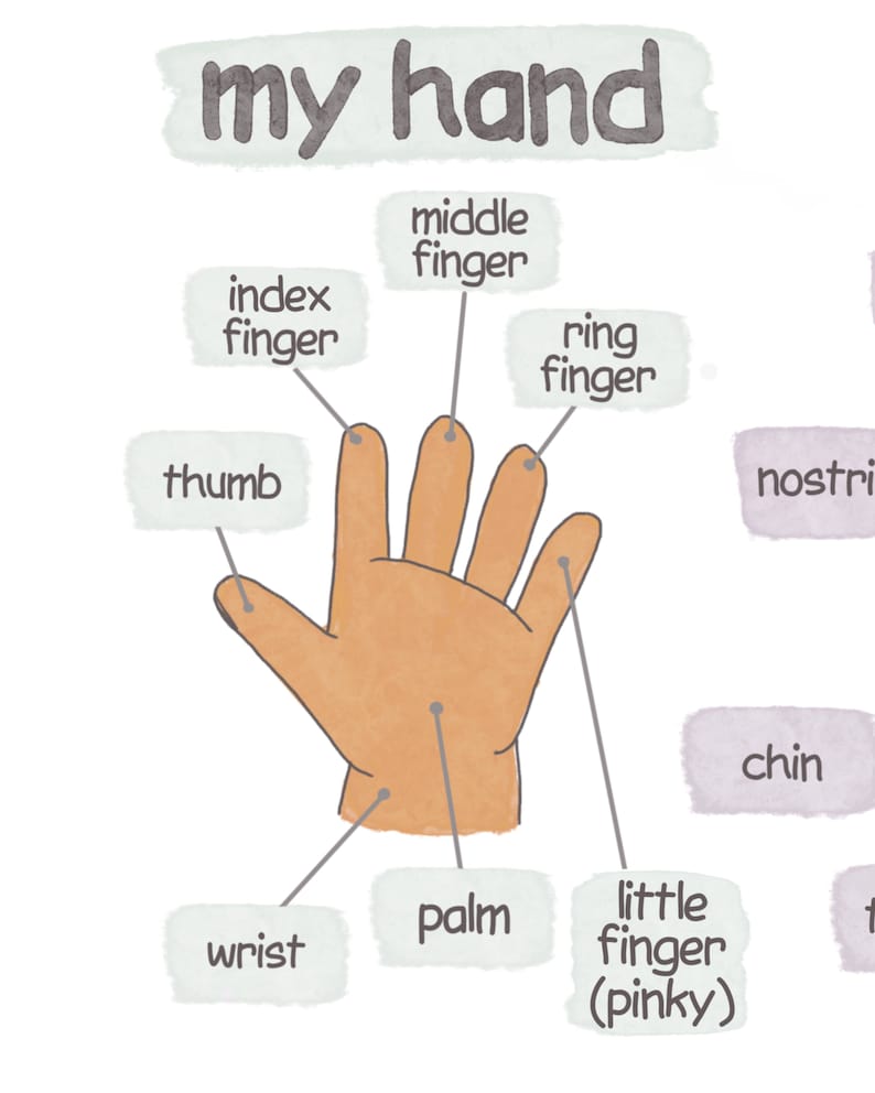 Body Parts Poster Montessori Homeschool Educational Posters for ...