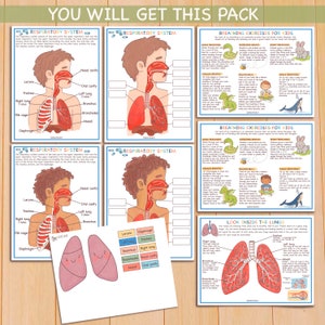 Ensemble du système respiratoire Anatomie humaine Feuilles de travail préscolaire Activités pour tout-petits École à la maison Imprimables éducatives Apprentissage du corps humain image 2