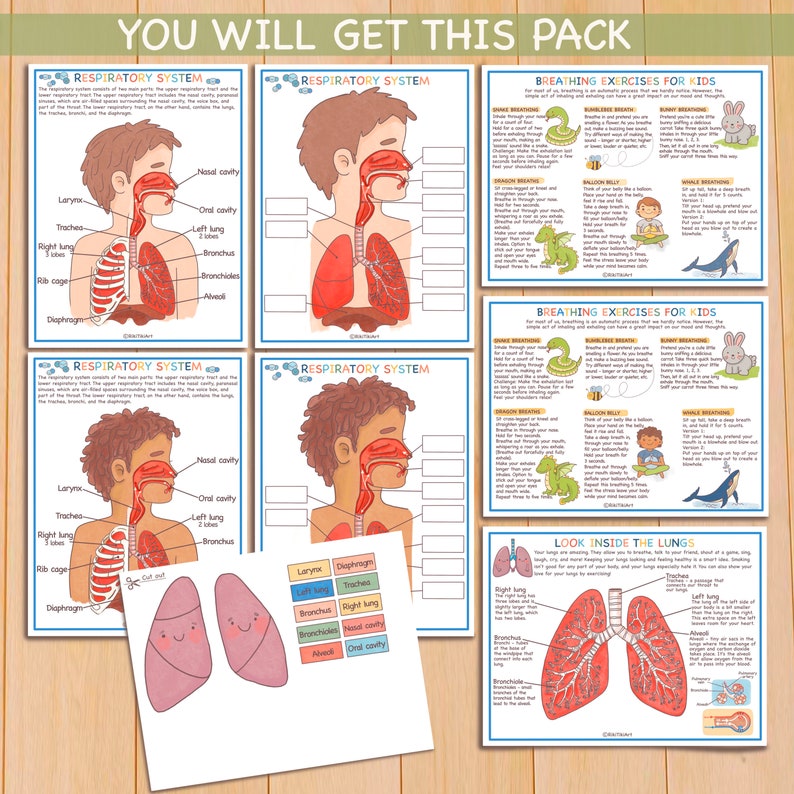 Respiratory System Bundle Human Anatomy Preschool Worksheets Toddler Activities Homeschool Educational Printables Human Body Learning image 2