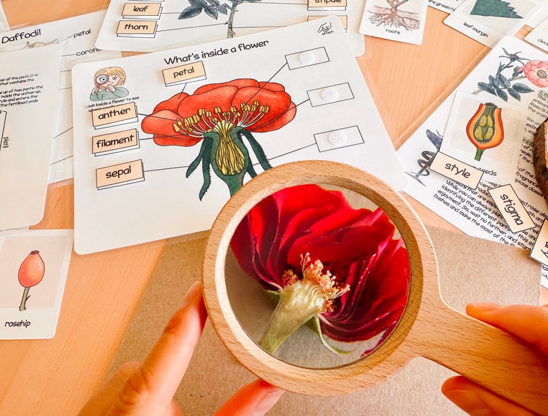 May include: A close-up of a red rose with a magnifying glass showing the inside of the flower. The image includes a diagram of a flower with labels for the different parts, including the petal, anther, filament, and sepal.
