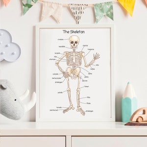 K&ouml;nnte beinhalten: Ein druckbarer, p&auml;dagogischer Poster mit einer beschrifteten Illustration des menschlichen Skeletts. Der Poster tr&auml;gt den Titel "The Skeleton" und enth&auml;lt die Namen der Knochen im K&ouml;rper.