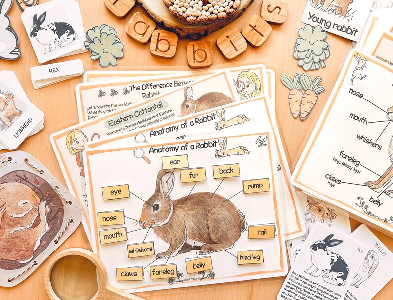 K&ouml;nnte beinhalten: Ein Satz Lernkarten f&uuml;r Kinder mit Illustrationen eines Kaninchens und seiner Anatomie. Die Karten enthalten Beschriftungen f&uuml;r verschiedene K&ouml;rperteile des Kaninchens, wie Ohren, Augen, Nase, Maul, Schnurrhaare, Krallen, Vorderbein, Hinterbein, Schwanz, Fell, R&uuml;cken, Hinterteil und Bauch. Die Karten sollen Kindern helfen, die Anatomie eines Kaninchens zu lernen.