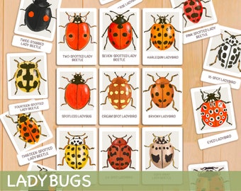 Cartes flash coccinelle pour l'école à la maison préscolaire Montessori cartes de nomenclature éducatives imprimables cartes flash pour tout-petits d'âge préscolaire étude de la nature