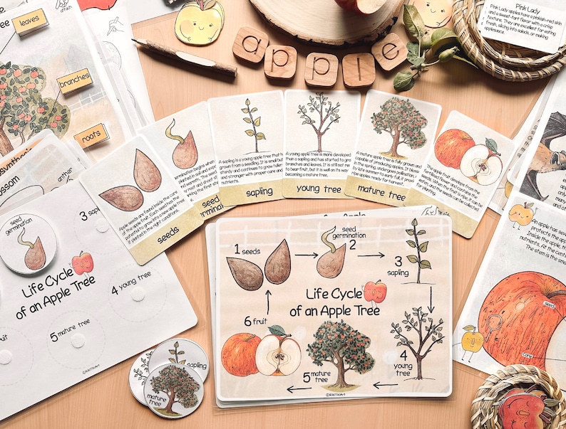 Op de afbeelding: Een kleurrijk educatief schema dat de levenscyclus van een appelboom illustreert. Het schema bevat illustraties van een appelpit, een ontkiemend zaadje, een jonge boom, een jonge boom, een volwassen boom en een appel met pitten. Het schema bevat de tekst "Levenscyclus van een appelboom" en de nummers 1 tot en met 6 om elke fase van de cyclus aan te geven.