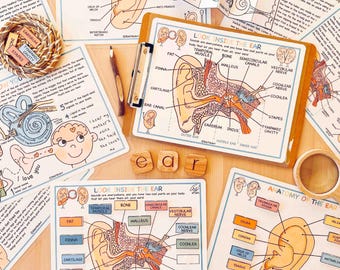 Human Ear Anatomy Bundle Preschool Worksheets Homeschool Human Body Learning Activities Human Anatomy Unit Study About Me Activity for Kids