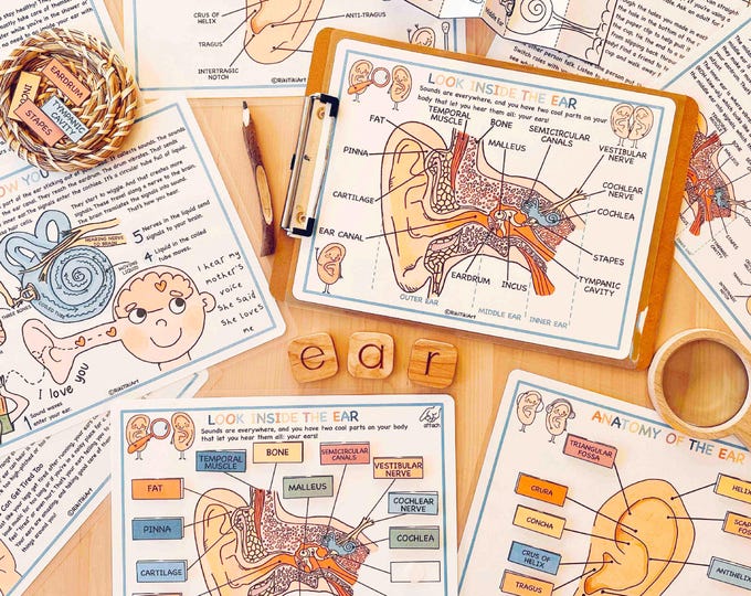Human Heart Anatomy, Printable Coloring Pages, Human Body Unit Study ...