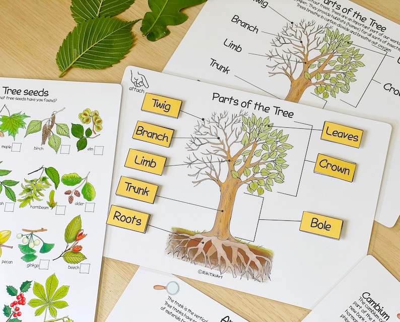 Tree Unit Study Bundle Charlotte Mason Anatomy of a Tree Nature Study ...