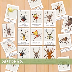 Cartes flash araignées Ressources imprimables pour l'école à la maison Montessori Cartes éducatives de nomenclature Cartes flash Étude de la nature pour tout-petits d'âge préscolaire