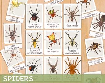 Spiders Flash Cards Montessori Printable Homeschool Resources Educational Nomenclature Cards Nature Study Preschool Toddler Flash Cards