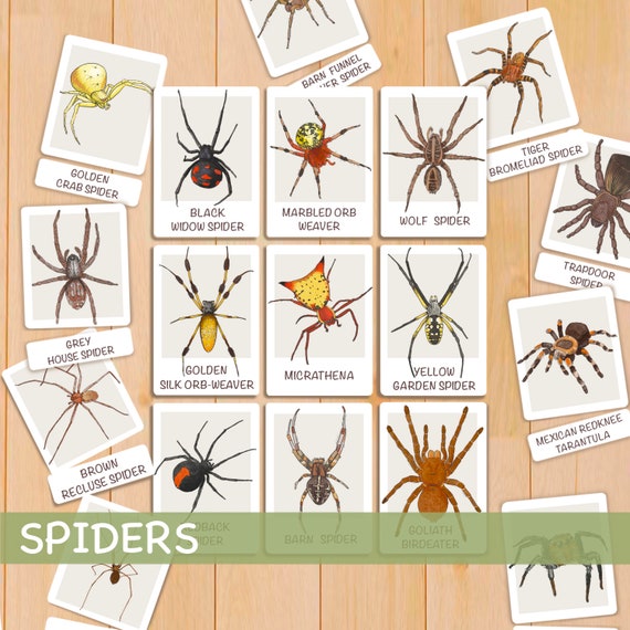 Spider Anatomy Flashcards