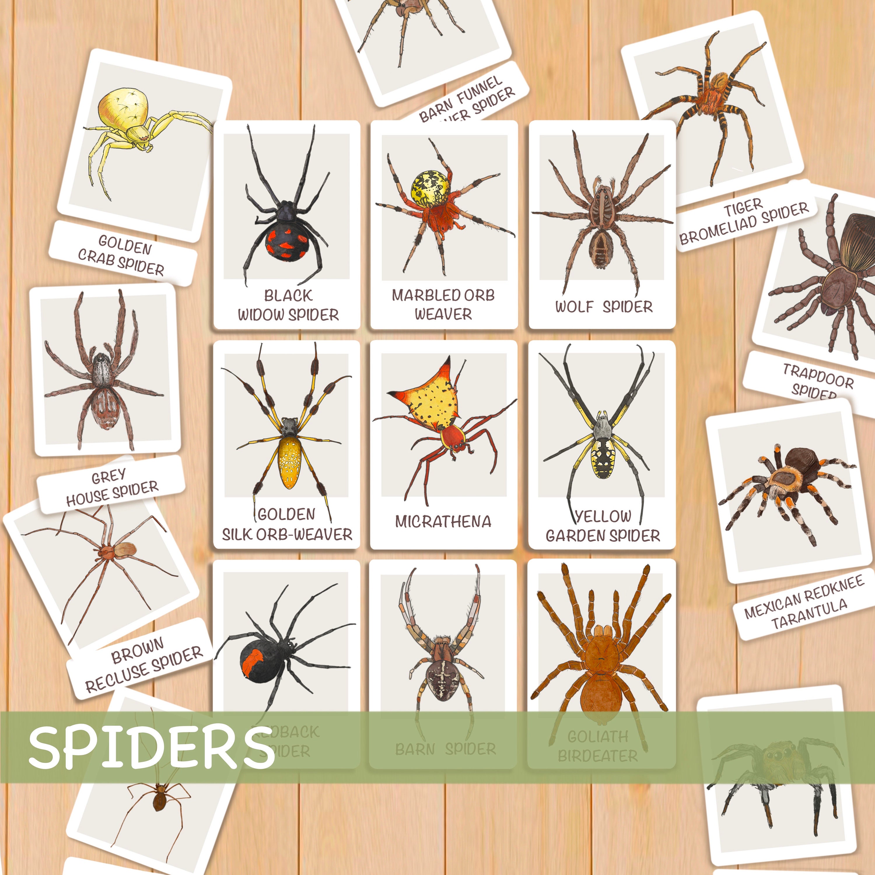 Spider Flash Cards Montessori Printable Homeschool Resources