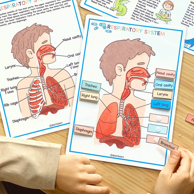 Respiratory System Bundle Human Anatomy Preschool Worksheets Toddler Activities Homeschool Educational Printables Human Body Learning image 3