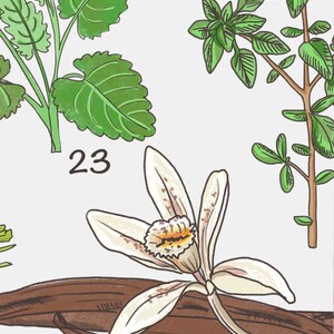 May include: A white vanilla flower with a yellow center, blooming on a brown vanilla bean. The flower is surrounded by green leaves. The number 23 is written below the flower.