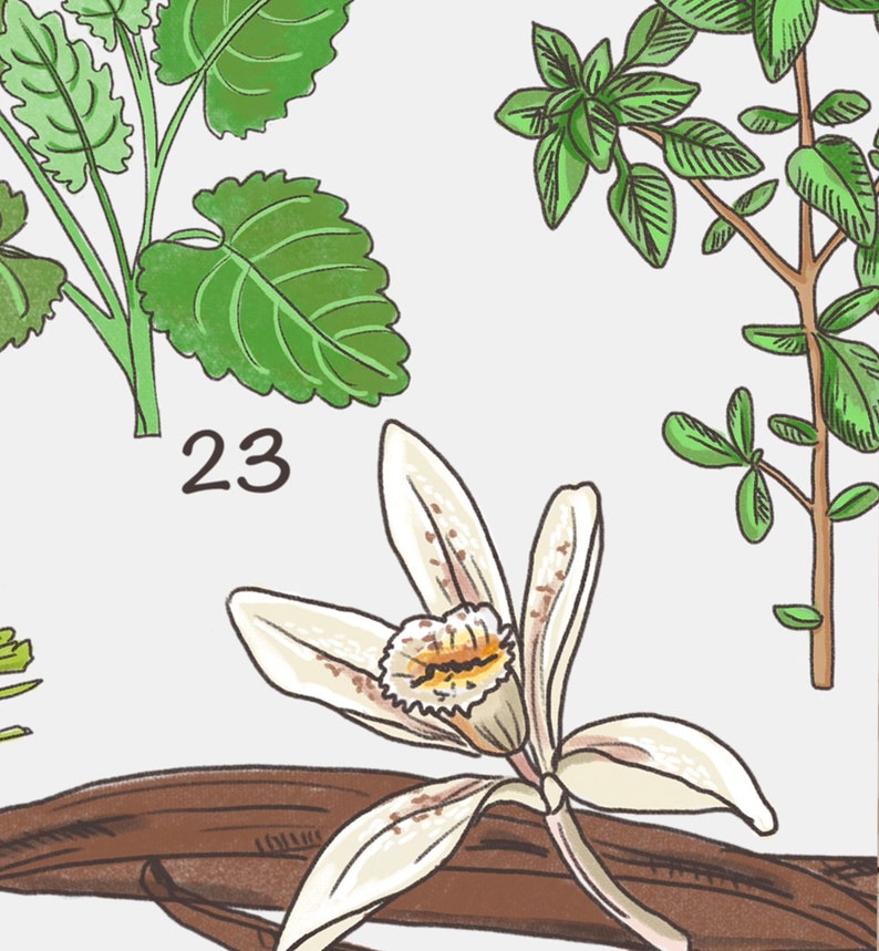 May include: A white vanilla flower with a yellow center, blooming on a brown vanilla bean. The flower is surrounded by green leaves. The number 23 is written below the flower.