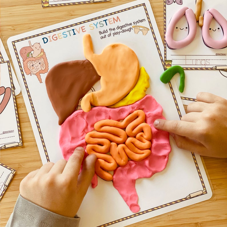 以下が含まれることがあります： 胃、肝臓、腸を含む人体の消化器系の粘土モデルが白いカードに表示されています。カードには「消化器系」と「粘土で消化器系を構築する」という言葉が書かれています。