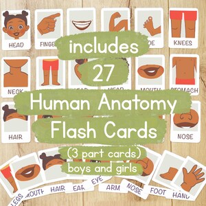 May include: A set of 27 human anatomy flash cards for kids. The cards feature illustrations of different body parts, such as the head, neck, hair, legs, and arms. The cards are designed to help children learn about the human body. The text on the cards includes "includes 27", "Human Anatomy Flash Cards", "(3 part cards)", "boys and girls", "HEAD", "NECK", "HAIR", "LEGS", "MOUTH", "HAIR", "EAR", "EYE", "ARM", "NOSE", "FOOT", "HAND", "FINGE", "DE", "KNEES", "EAR", "HEAD", "MOUTH", "STOMACH", "NOSE".