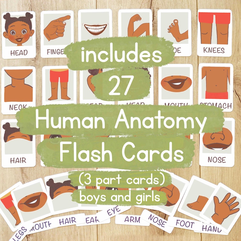 May include: A set of 27 human anatomy flash cards for kids. The cards feature illustrations of different body parts, such as the head, neck, hair, legs, and arms. The cards are designed to help children learn about the human body. The text on the cards includes "includes 27", "Human Anatomy Flash Cards", "(3 part cards)", "boys and girls", "HEAD", "NECK", "HAIR", "LEGS", "MOUTH", "HAIR", "EAR", "EYE", "ARM", "NOSE", "FOOT", "HAND", "FINGE", "DE", "KNEES", "EAR", "HEAD", "MOUTH", "STOMACH", "NOSE".