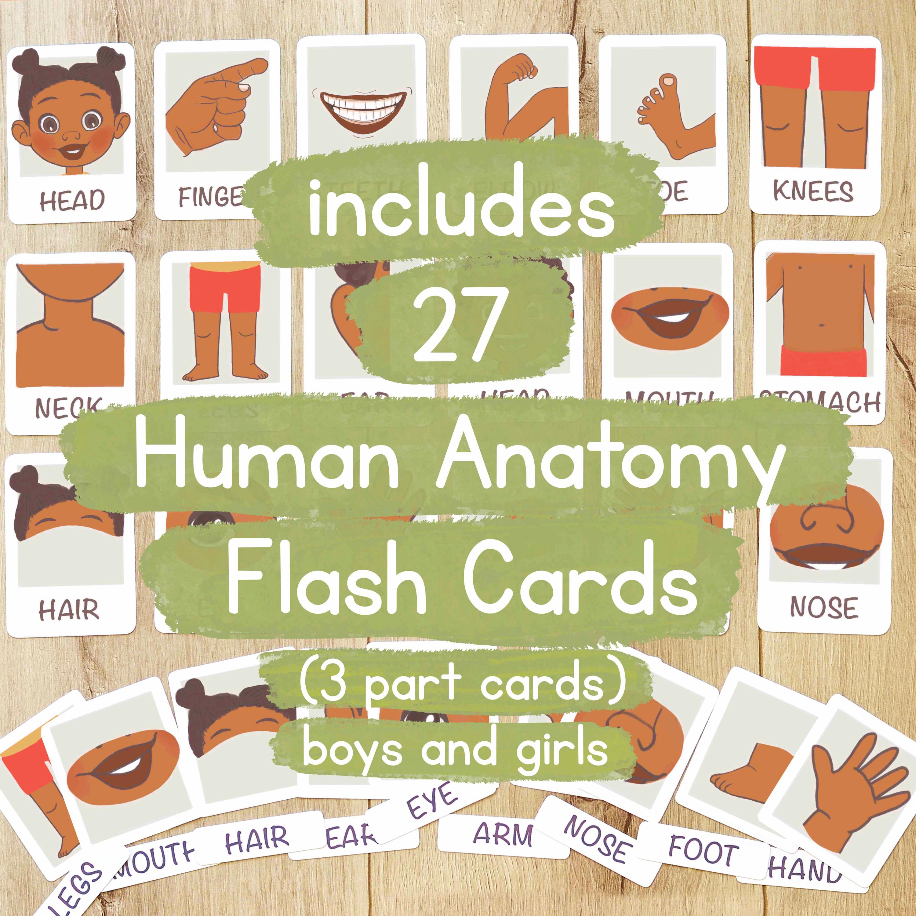 Anatomy Activity Book: Human Body Worksheets for Kids (digital Download ...