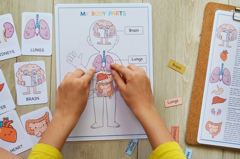 Menselijke anatomie druk boek afdrukbare voorschoolse werkbladen hulpmiddelen voor thuisonderwijs anatomie voorschoolse leerplan leren peuteractiviteiten afbeelding 5