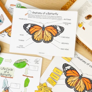 Butterfly Unit Study Bundle Charlotte Mason Nature Study Homeschool Learning Materials Educational Prints Butterfly Preschool Busy Binder image 5