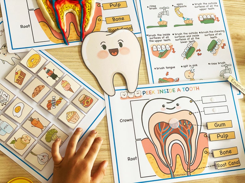 Voorschoolse peuteractiviteiten Tandheelkundige gezondheid, Afdrukbaar homeschoolcurriculum, Menselijke anatomieactiviteit afbeelding 6