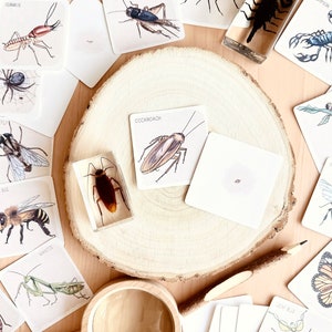 May include: A set of 12 illustrated insect cards with names, including a cockroach, a butterfly, a honey bee, a mantis, a caterpillar, a termite, a horsefly, a scorpion, a bumble bee, a leaf bug, a spider, and a dragonfly. The cards are on a wooden surface with a small magnifying glass.