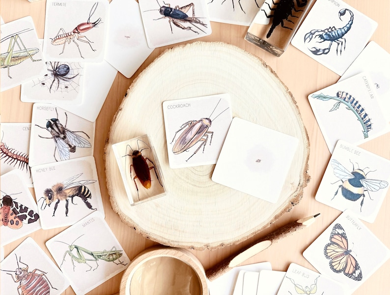 May include: A set of 12 illustrated insect cards with names, including a cockroach, a butterfly, a honey bee, a mantis, a caterpillar, a termite, a horsefly, a scorpion, a bumble bee, a leaf bug, a spider, and a dragonfly. The cards are on a wooden surface with a small magnifying glass.