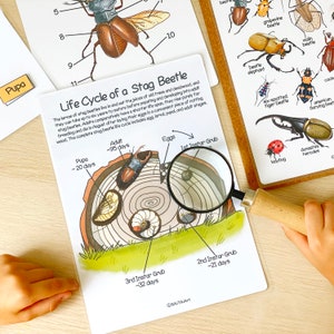 May include: A colorful illustration depicting the life cycle of a stag beetle. The illustration shows the different stages of the beetle's life, including the egg, larva, pupa, and adult. The illustration also includes the approximate number of days each stage lasts. The text "Life Cycle of a Stag Beetle" is at the top of the illustration.