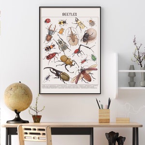 May include: A vintage educational poster titled "BEETLES" featuring illustrations of various beetle species, including a rhinoceros beetle, a stag beetle, and a ladybug. The poster is printed on white paper with black text and is framed in a black frame.