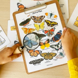 Butterfly Unit Study Bundle Charlotte Mason Nature Study Homeschool Learning Materials Educational Prints Butterfly Preschool Busy Binder image 8