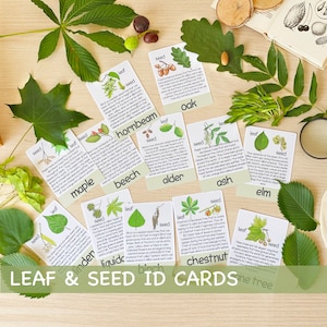 Leaf and Seed ID Cards Charlotte Mason Nature Study Preschool Curriculum  Homeschool Montessori Visual Cards Outdoor Adventure