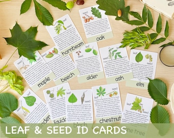 May include: A set of 12 colorful flashcards featuring illustrations of leaves and seeds from different trees. Each card includes the name of the tree, a description of its leaves and seeds, and a small illustration of the tree's leaves and seeds. The cards are labeled "LEAF & SEED ID CARDS One Tree".