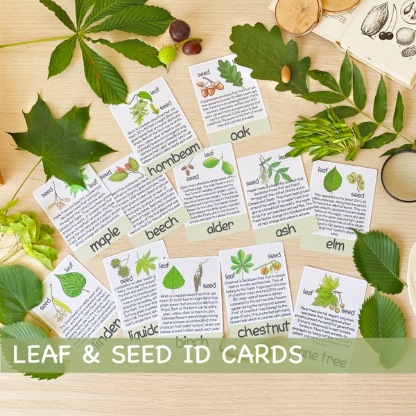 Cartes d'identité de feuilles et de graines Charlotte Mason Étude de la nature Programme préscolaire École à la maison Cartes visuelles Montessori Aventure en plein air