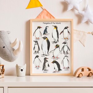 May include: A colorful illustrated poster featuring different types of penguins from around the world. The poster includes the names of each penguin species, such as Emperor, King, and Gentoo.