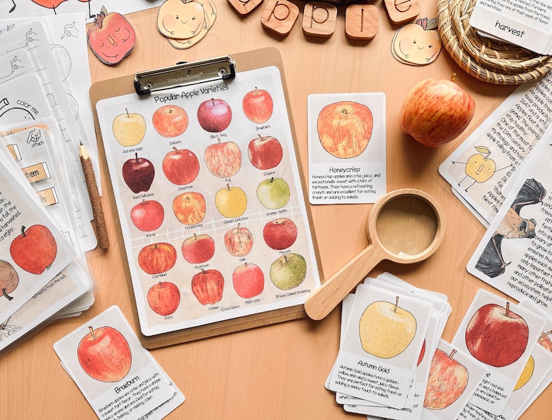 Op de afbeelding: Een close-up van een diagram met illustraties van verschillende appelsoorten, waaronder Honeycrisp, Braeburn en Autumn Gold. Het diagram ligt op een houten tafel met andere educatieve materialen met een appelthema, zoals flashcards en een vergrootglas.